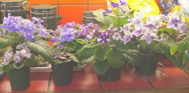 counterplants2.jpg