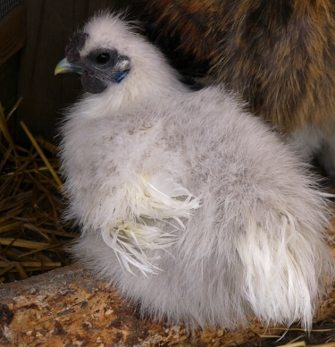marvelroosting.jpg