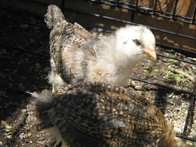 Chicks3Weeks025.jpg
