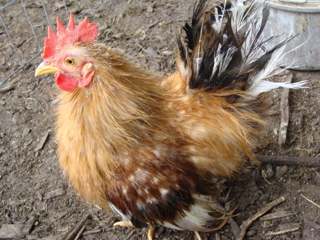ChickPicks2272.jpg