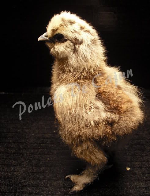 Partchick.jpg