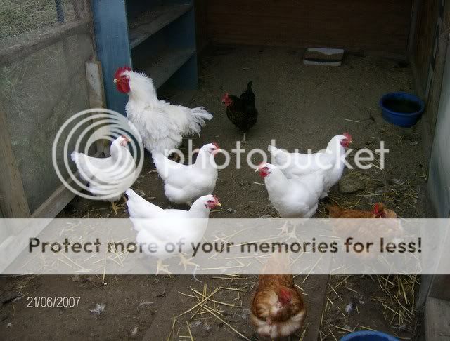 Chickens-December162007016.jpg