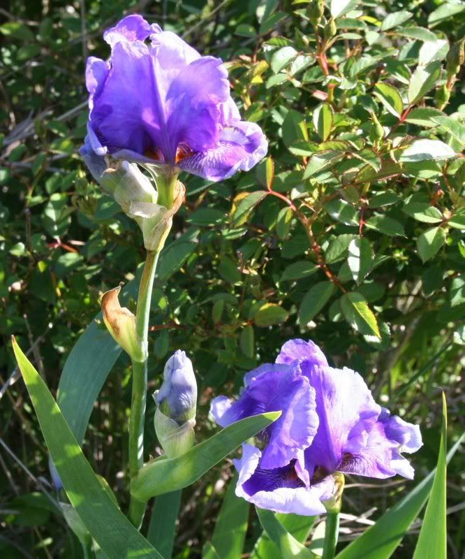 short_purple_irises.jpg