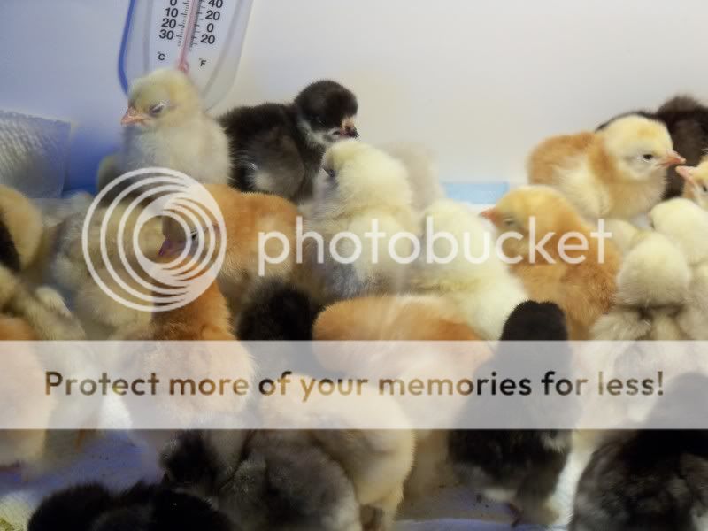 chicks027.jpg