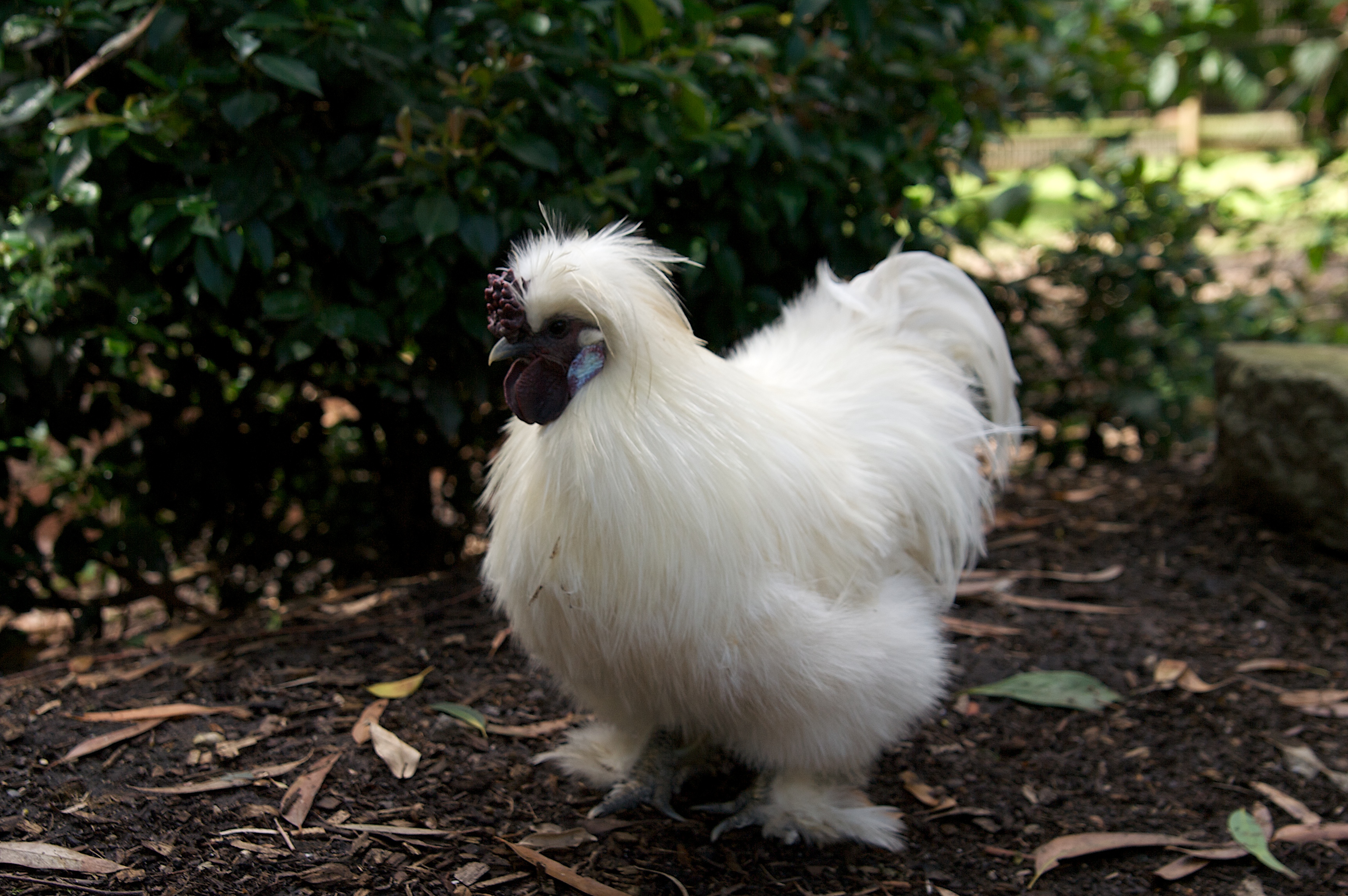 Silkie_rooster_in_Aus.jpg