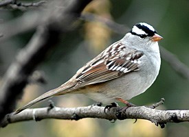 white_crowned_sparrow_glamor.jpg