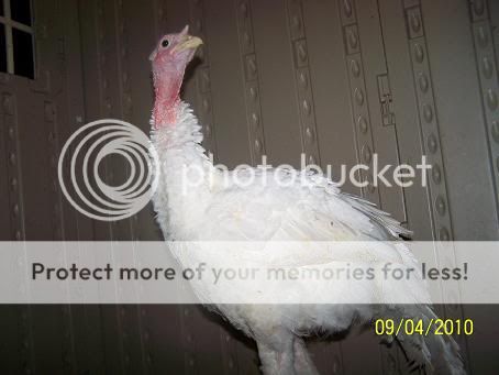 100_5871.jpg