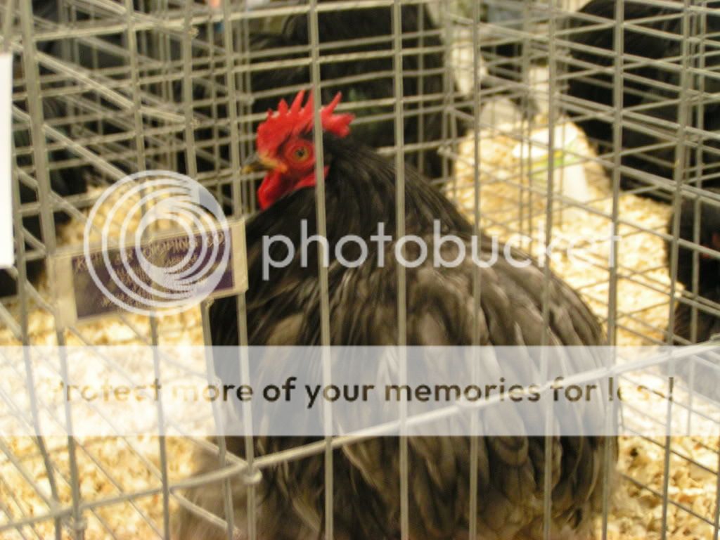 PICT0392.jpg