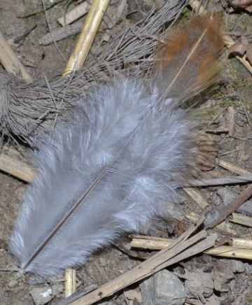 74lostfeathers1.jpg