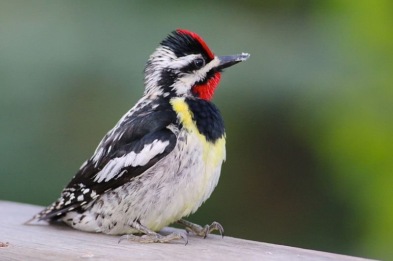 800px-Yellow-bellied_Sapsucker_14150650217.jpg