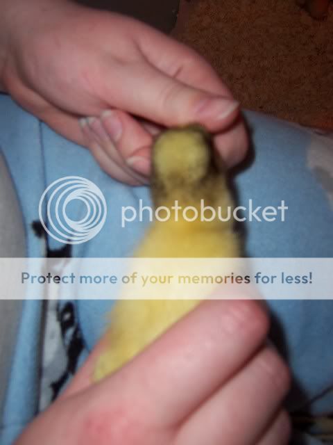 100_1095.jpg