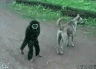 NoRvmOD.gif