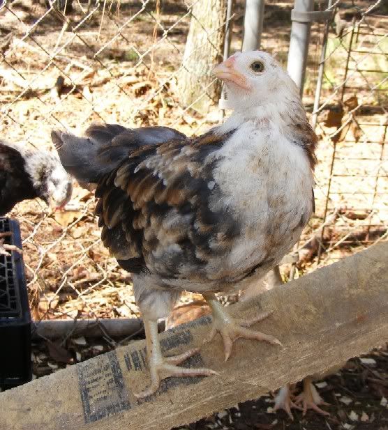 chicks110109013.jpg