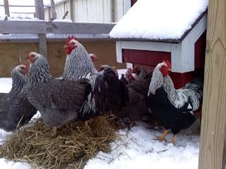 winter2011.jpg
