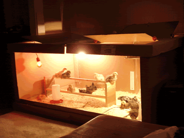 brooder2.gif