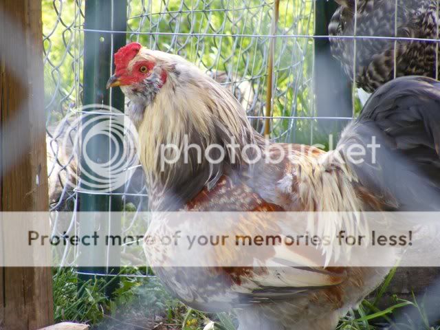 Coop-fence011.jpg