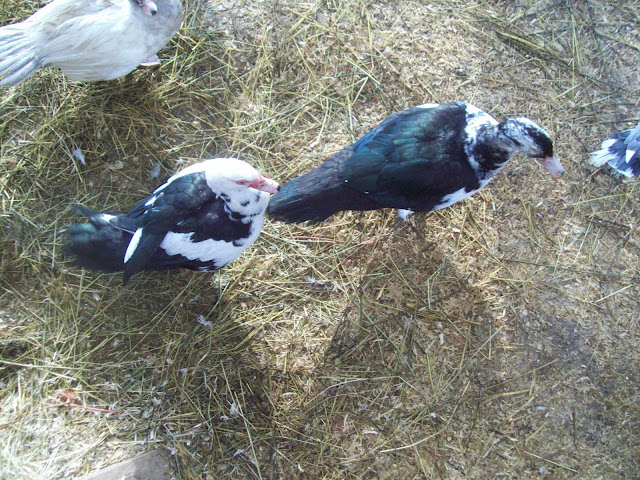 100_5263.JPG