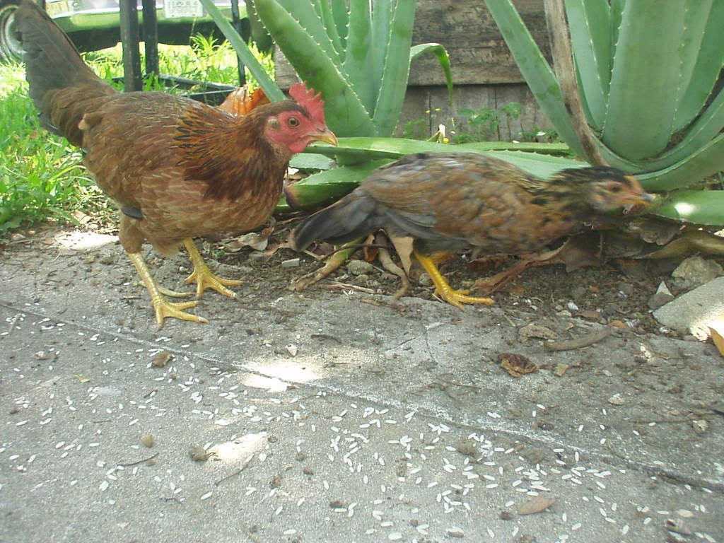 05-06-08chickens001.jpg