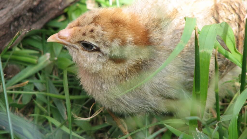 chicks026.jpg