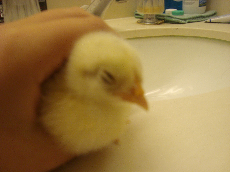 900x900px-LL-0c8403a5_chicken4.png