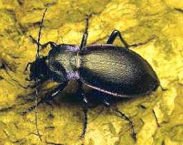BEETLE02.gif