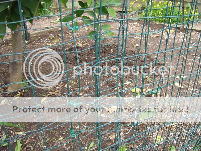 ChickenPen070.jpg