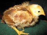th_Chickies039.jpg