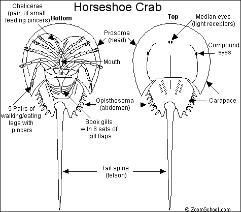 Horseshoecrab_bw.GIF