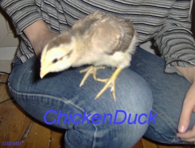 chickenduck2.jpg