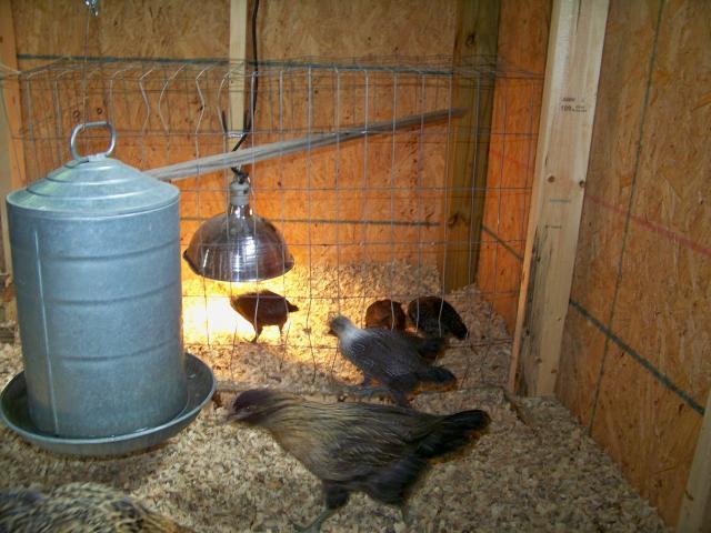 200x200px-ZC-c65ad50d_52775_chick_safe_house.jpeg