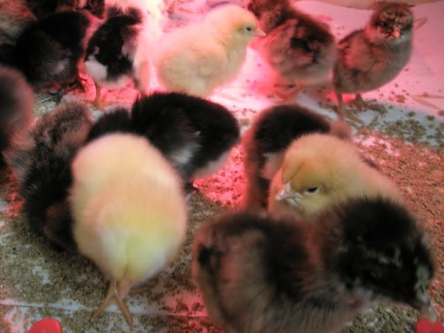 chicks.jpg