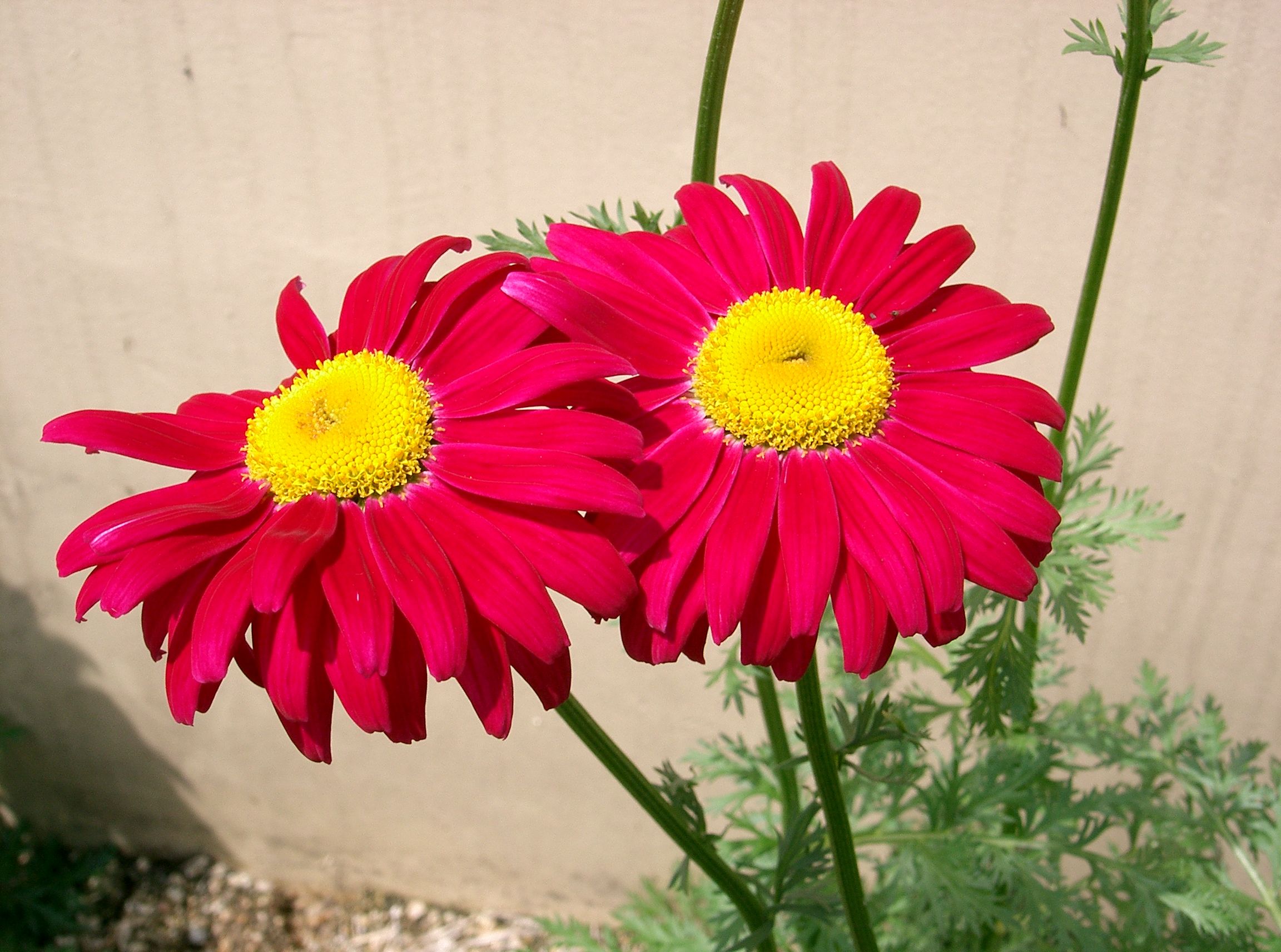 Tanacetum_coccineum2.jpg
