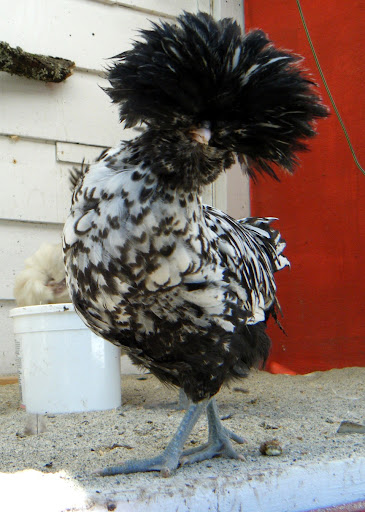 DSCF0985.jpg