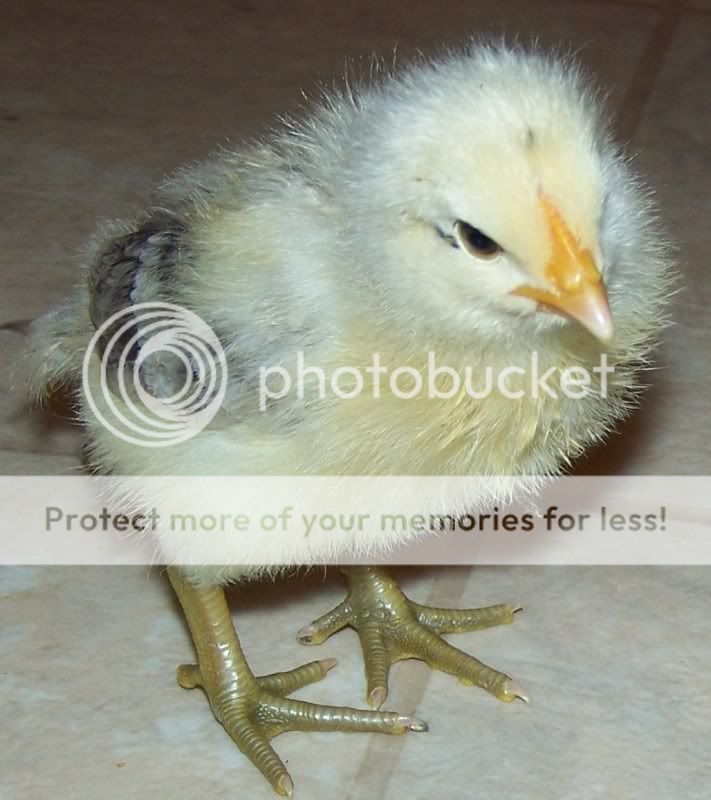 newchicks5172011016.jpg