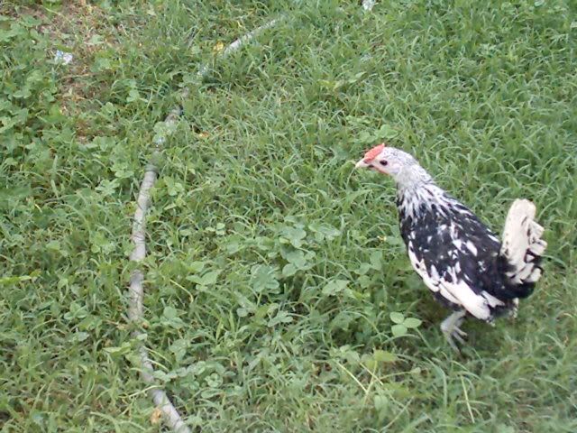 BobbiesPic05-31-07019.jpg