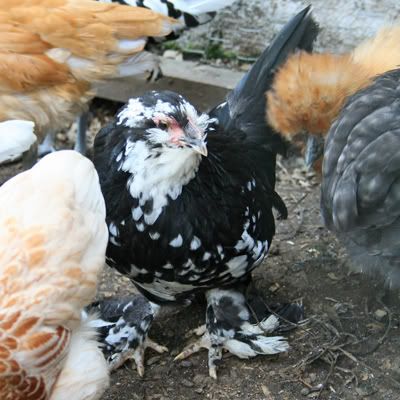 mottledblackduccle2.jpg