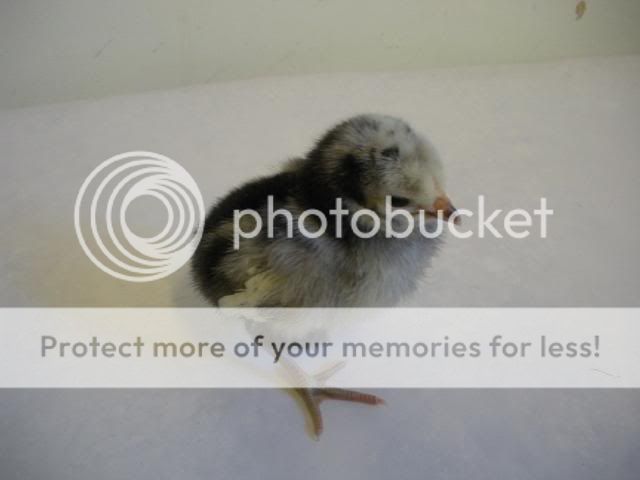 hatcherysurprisedayone285.jpg