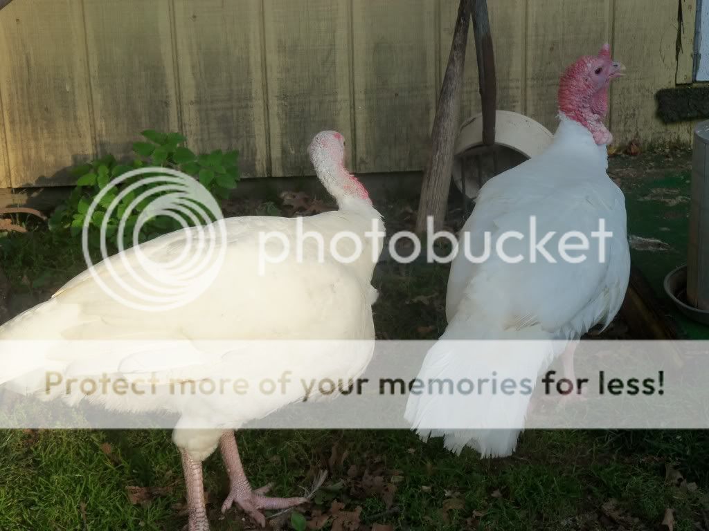 jackandrabbits035.jpg