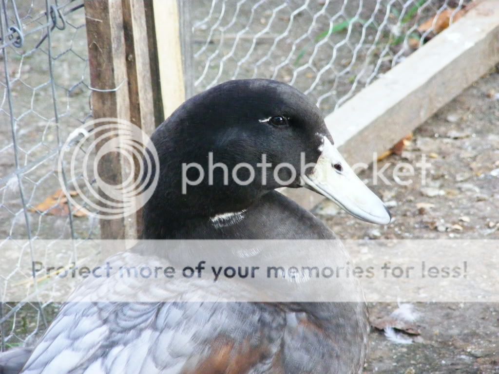 Picture030.jpg
