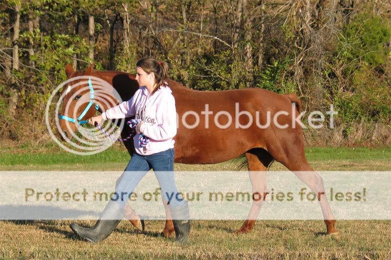 web-Morgan-and-Tessie-walki.jpg