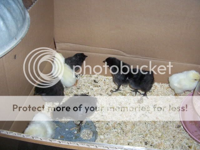 aug282010chick009.jpg