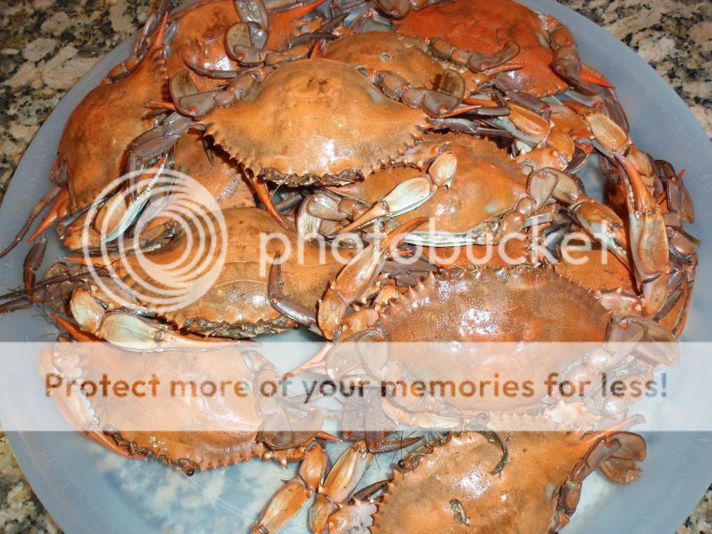 FreshShrimpCrabs002.jpg