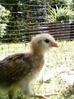 Bostonandchickens025.jpg