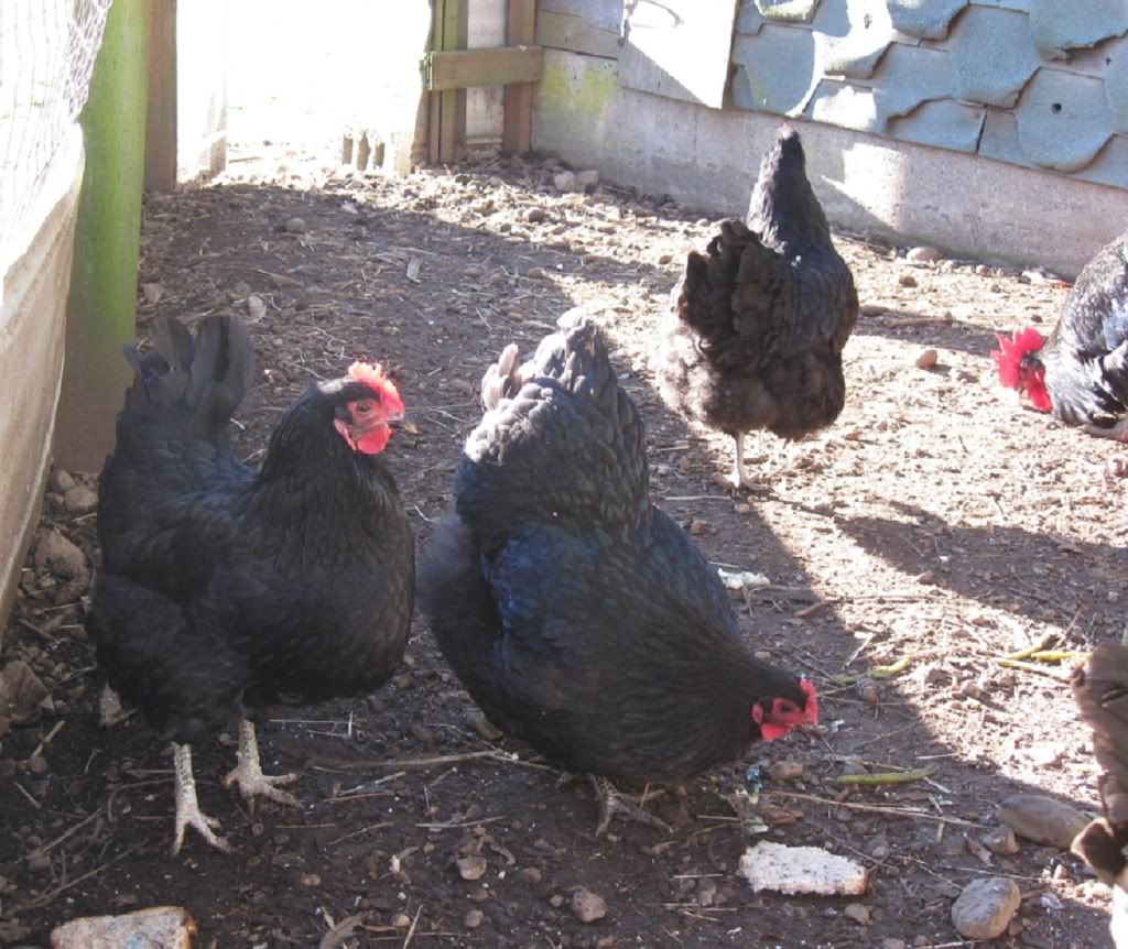 dec09chickens071.jpg