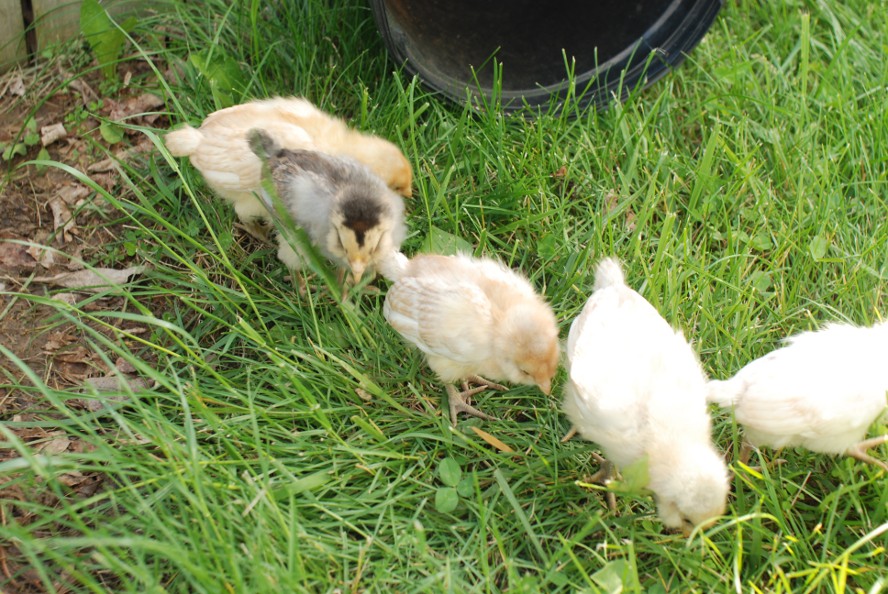 chicksinline.JPG