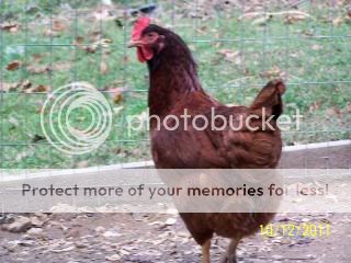 ChickenCoop2011020-1.jpg