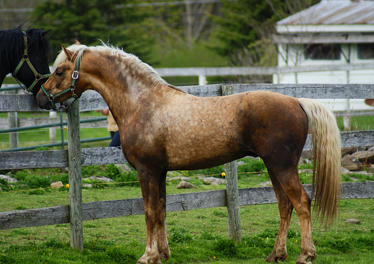 Horse_Stock_52_by_Blissfully_Blind.jpg