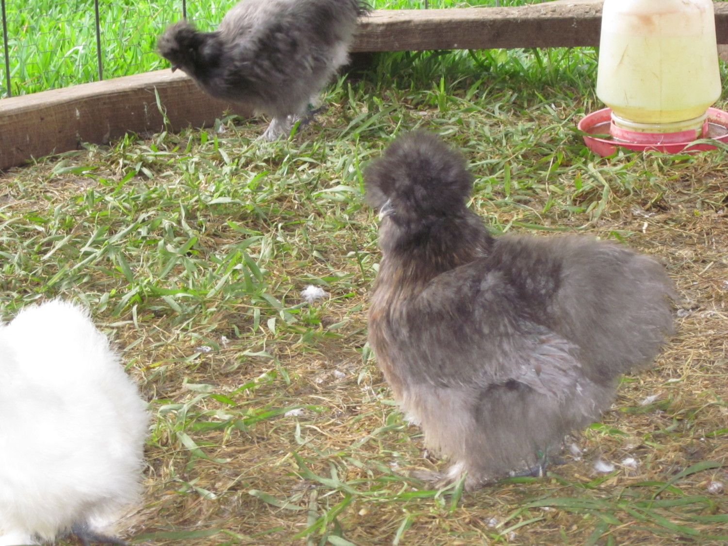 60x60px-ZC-674cf7cf_Aug1silkies006.jpeg