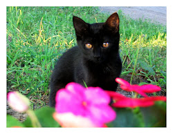 crowpaw.jpg