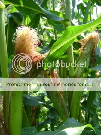 corn2.jpg